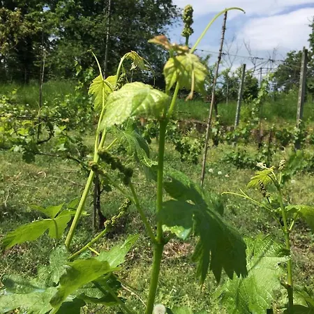 مزرعة للإقامة Tenuta Nissole *